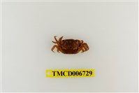 藏品(絨毛近方蟹)的圖片